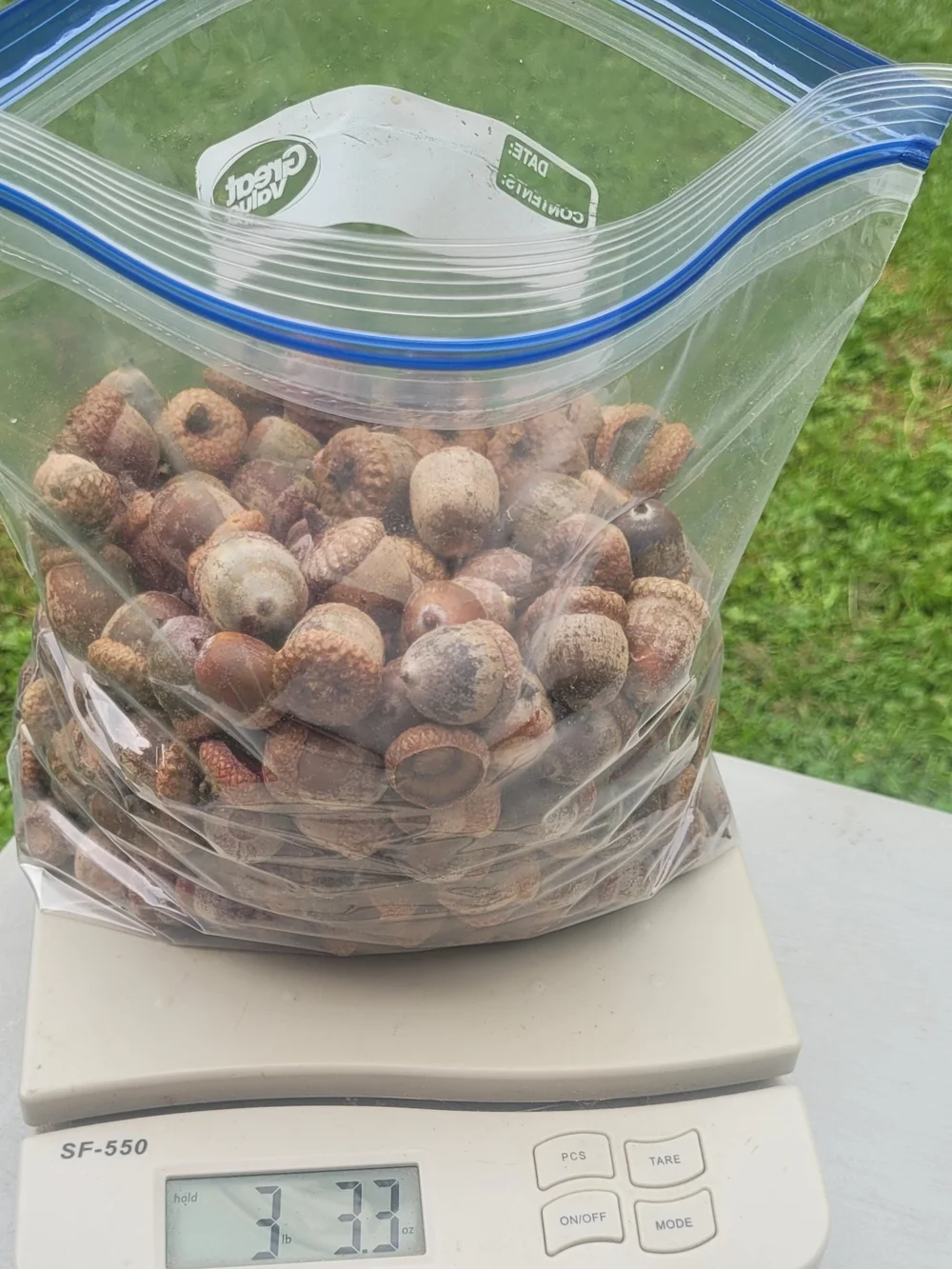 Natural Raw Oak Acorn 3.33 Lbs Great For Crafting